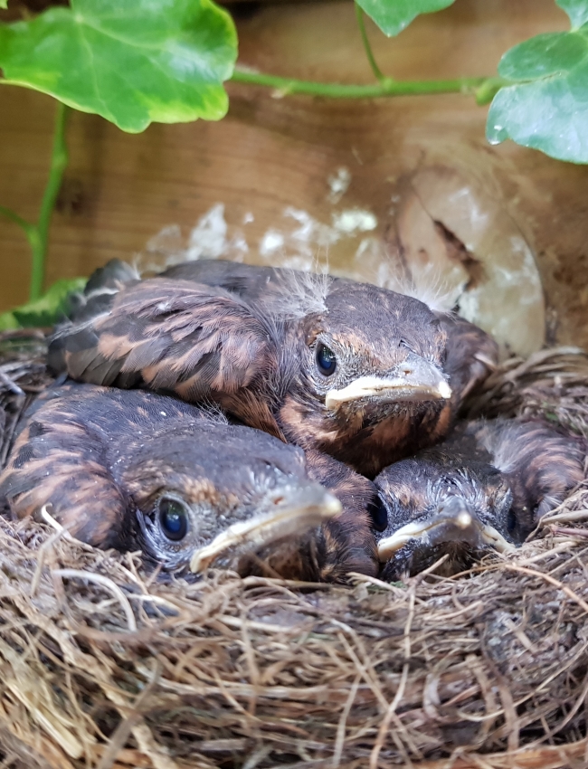 3rd August 2019 022
