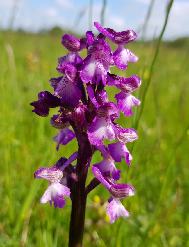 Mid May 2019 067