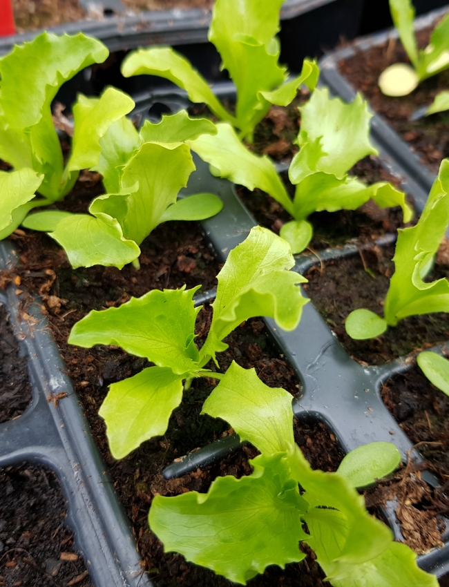 Late April 2019 069