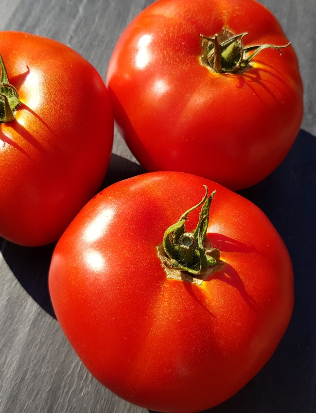 Tomato Country Taste 007