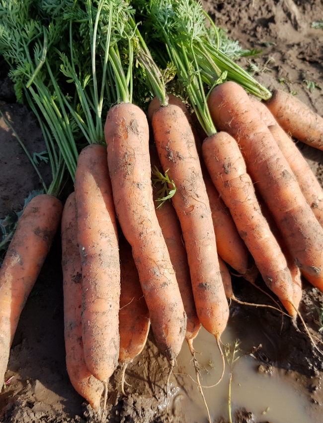Brassica Open Days 2019 008