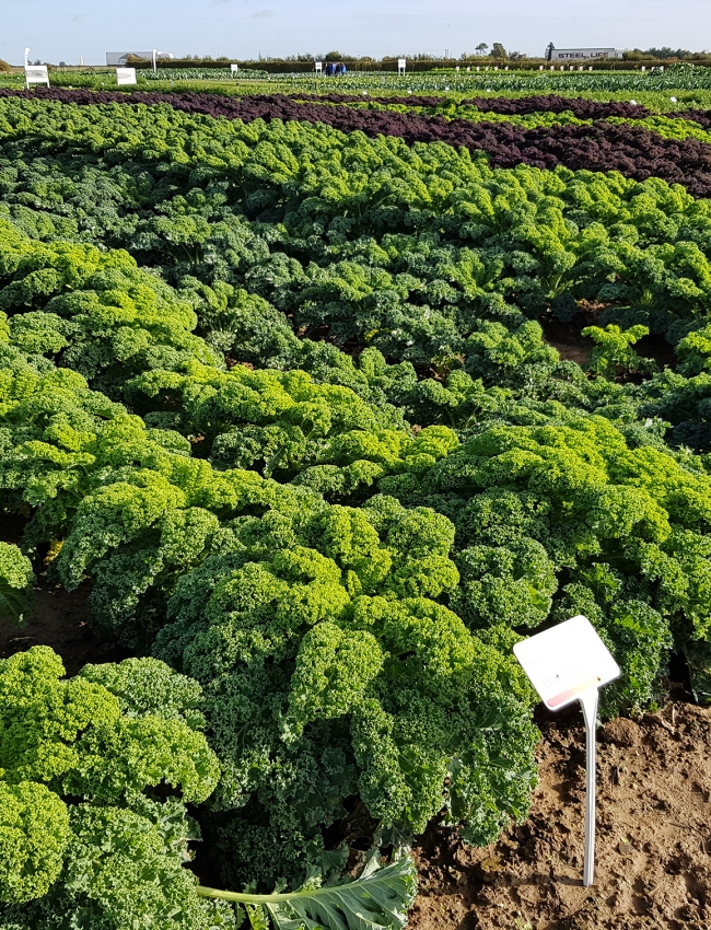Brassica Open Days 2019 012