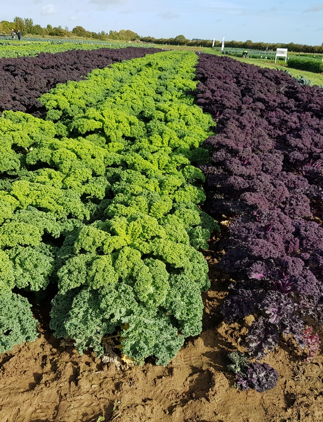 Brassica Open Days 2019 019