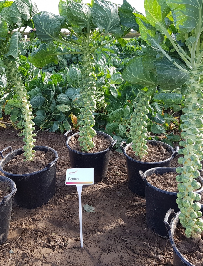 Brassica Open Days 2019 024