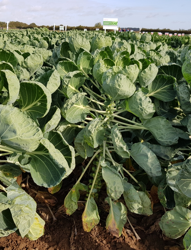 Brassica Open Days 2019 026