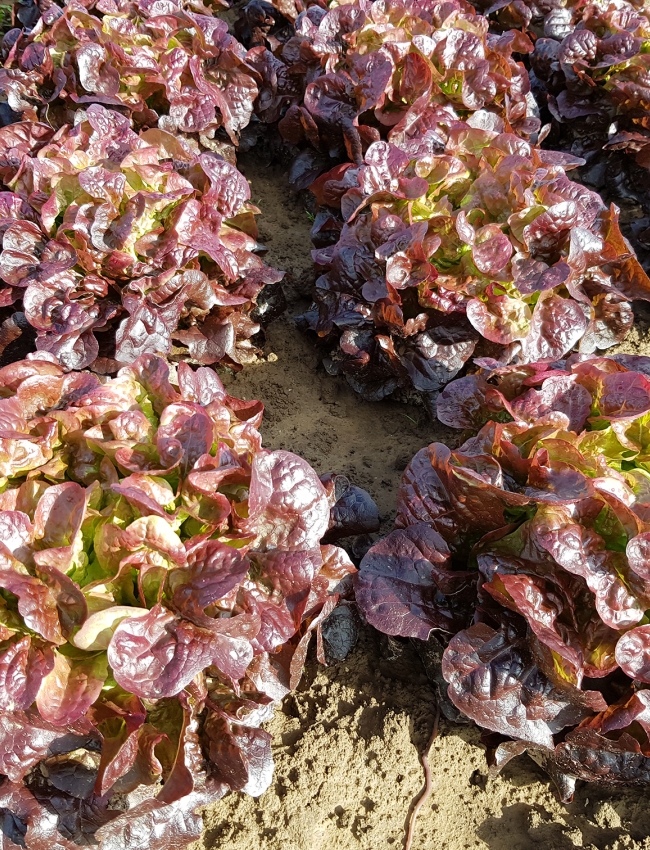 Brassica Open Days 2019 033