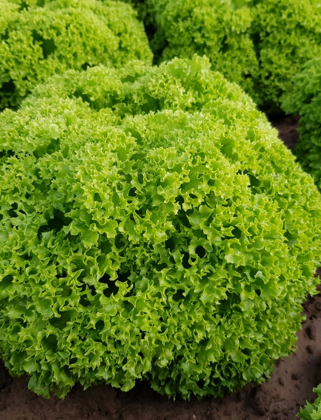 Brassica Open Days 2019 039
