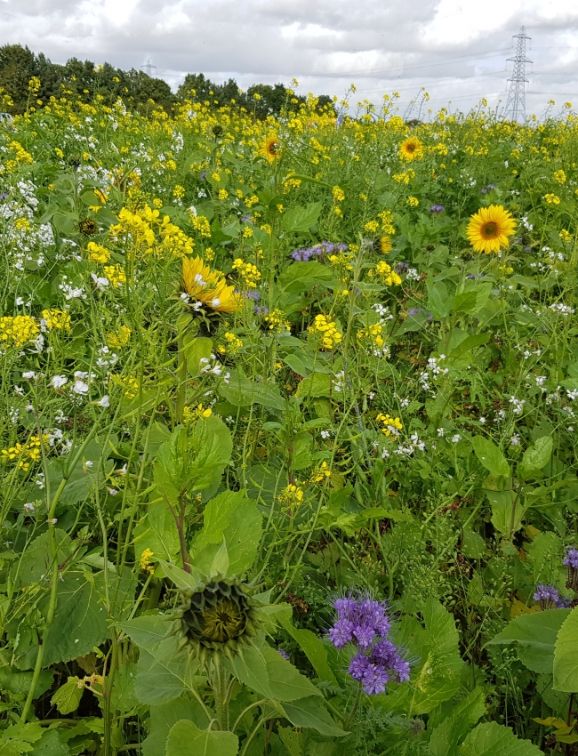Brassica Open Days 2019 051