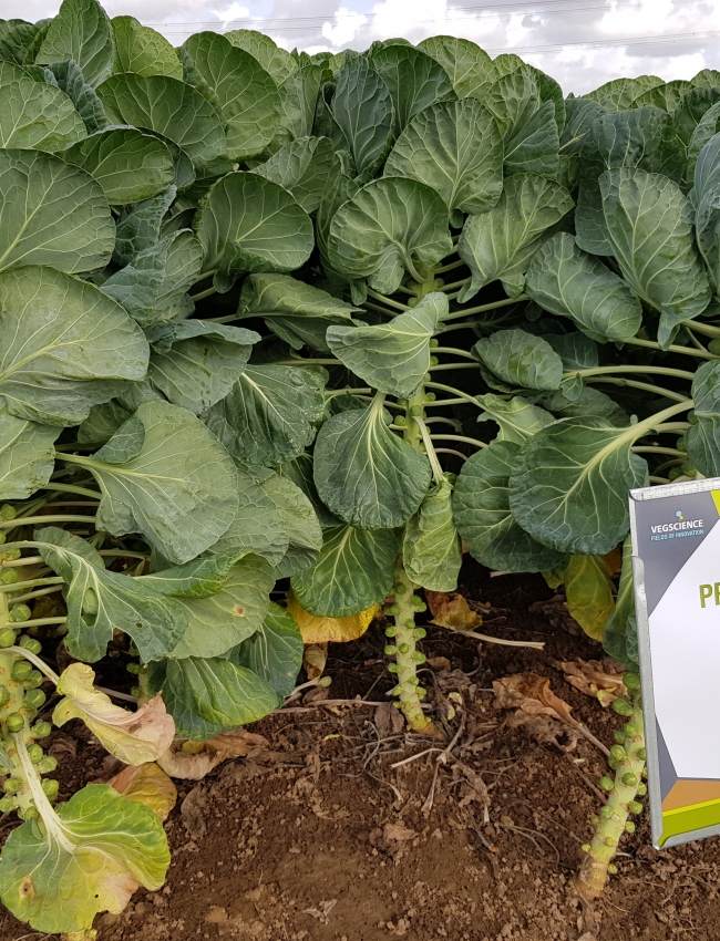 Brassica Open Days 2019 063