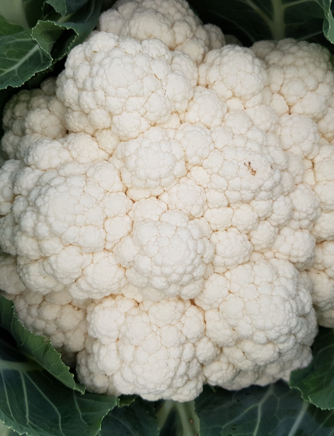 Brassica Open Days 2019 068