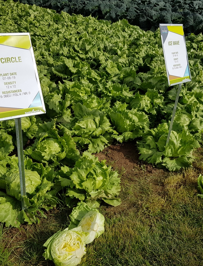 Brassica Open Days 2019 077