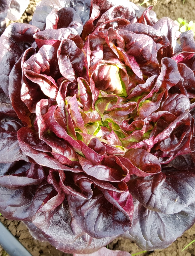 Brassica Open Days 2019 078
