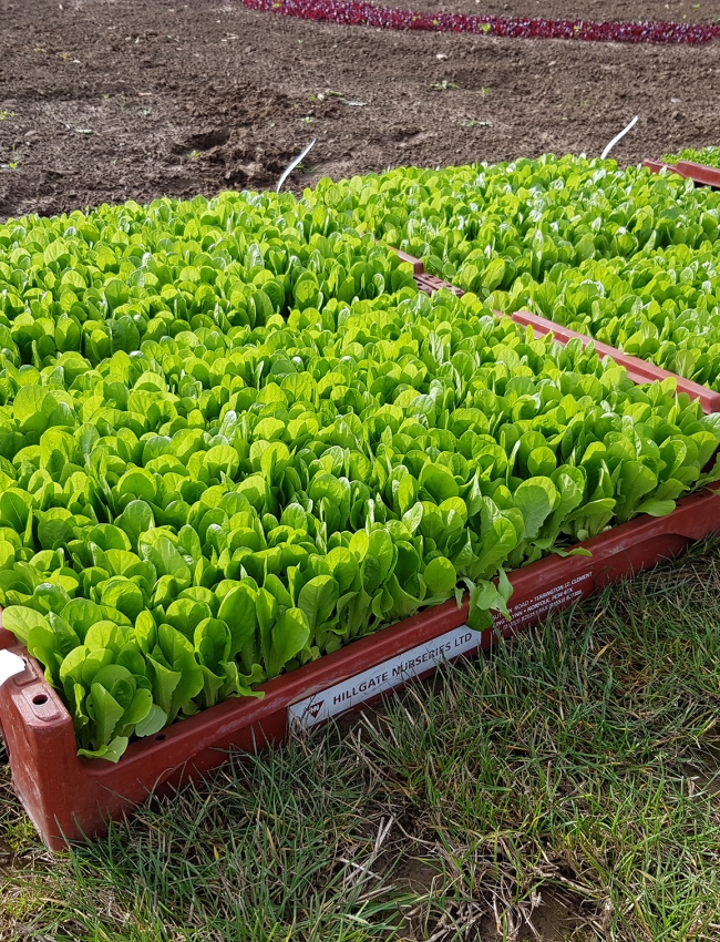Brassica Open Days 2019 084