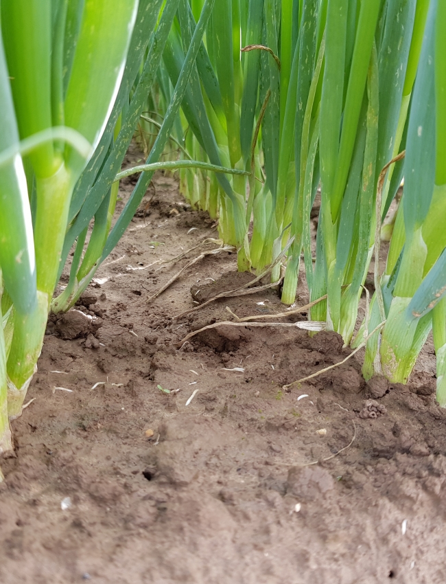 Brassica Open Days 2019 117
