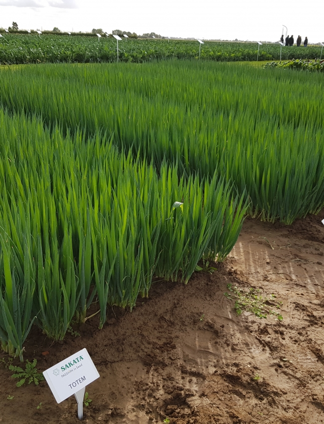 Brassica Open Days 2019 118