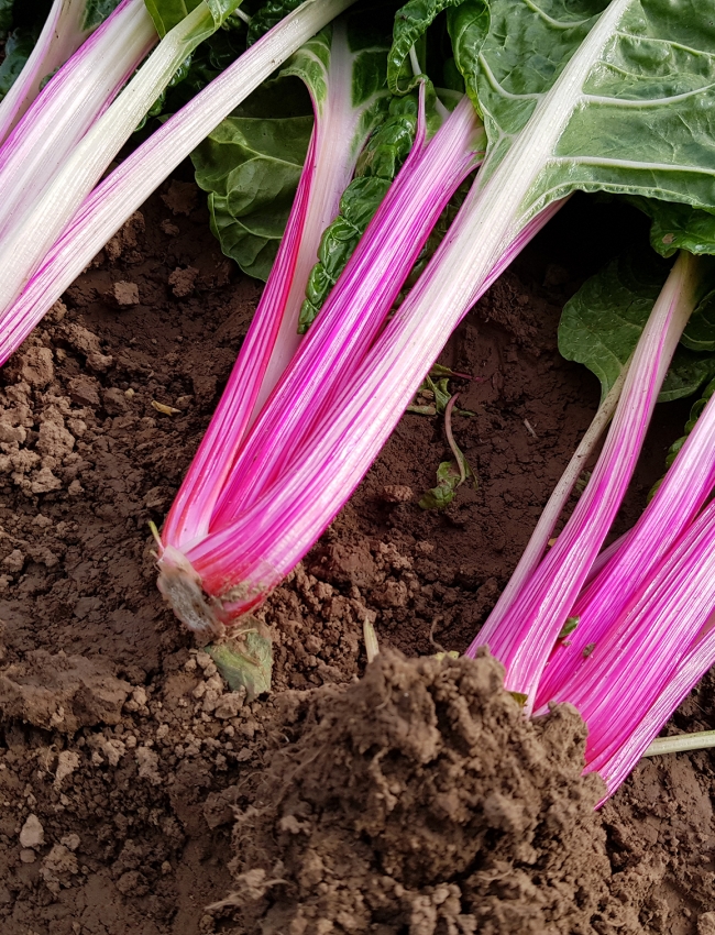 Brassica Open Days 2019 123