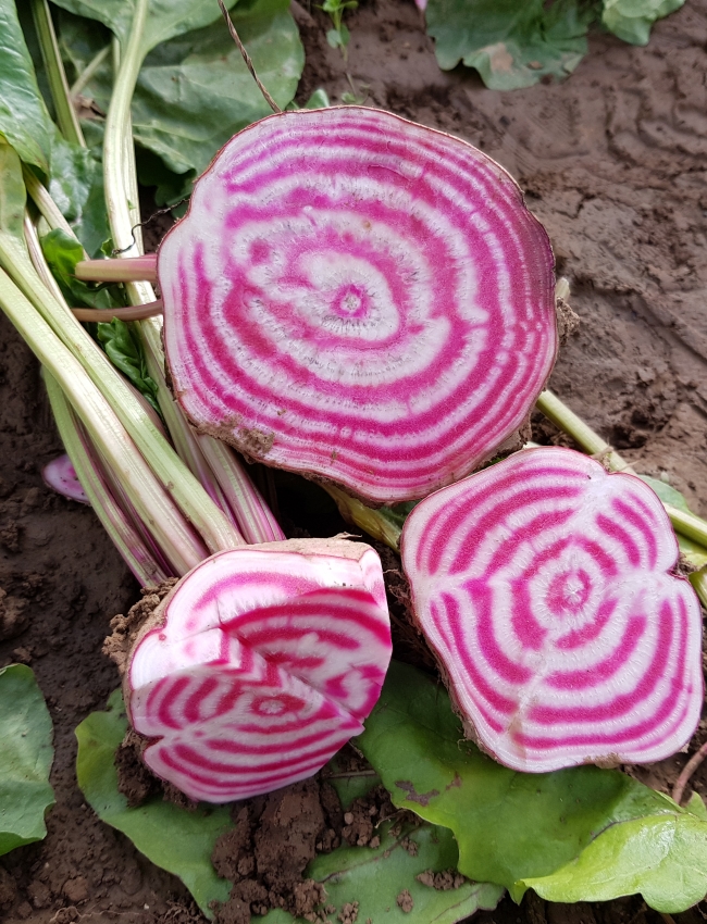 Brassica Open Days 2019 128
