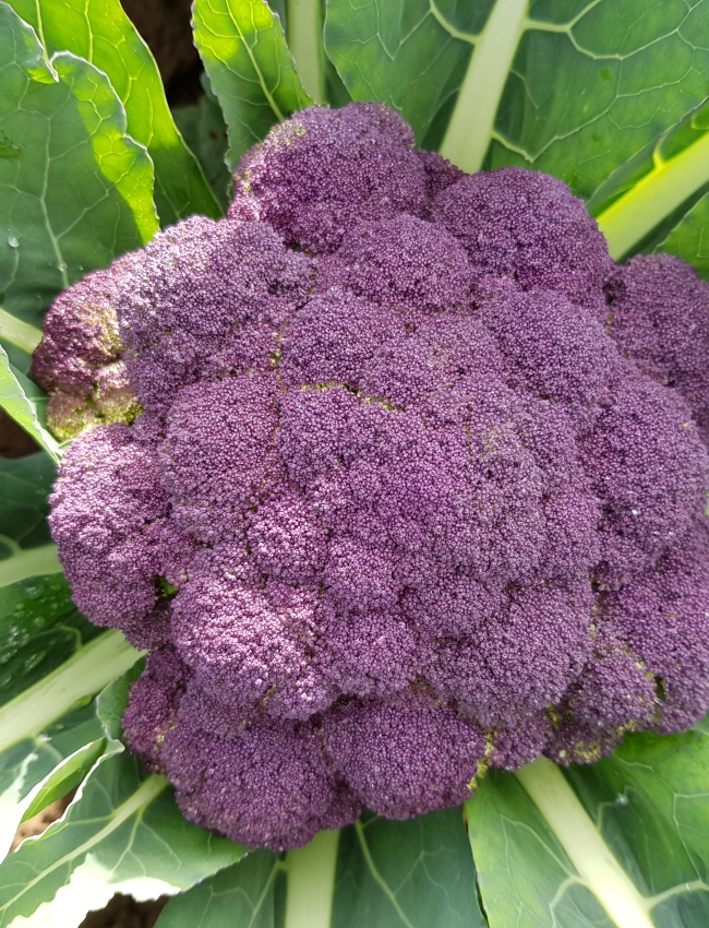 Brassica Open Days 2019 161
