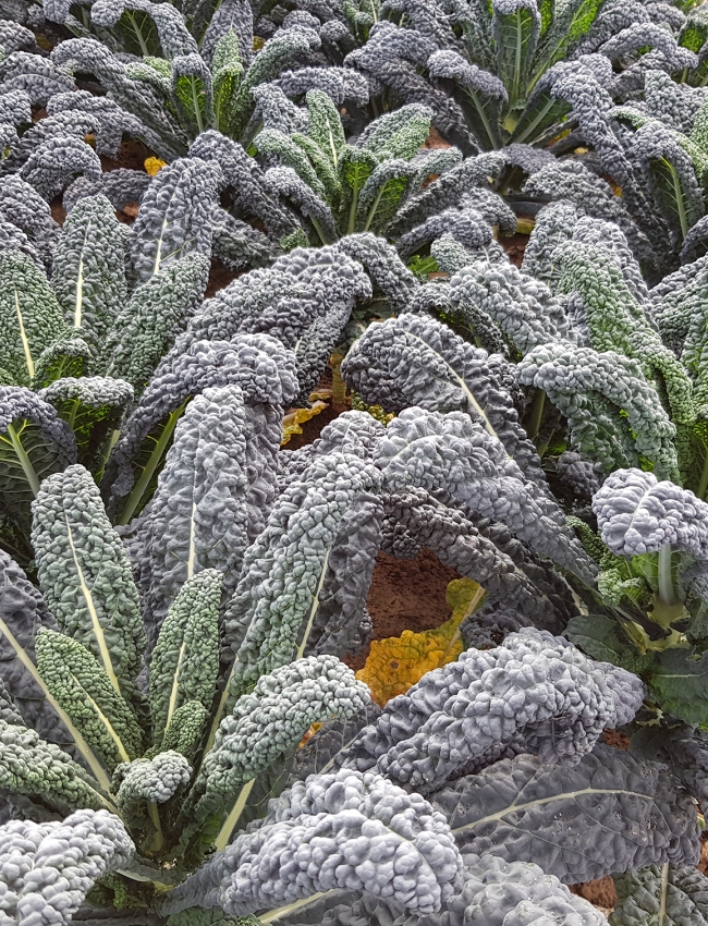Brassica Open Days 2019 170