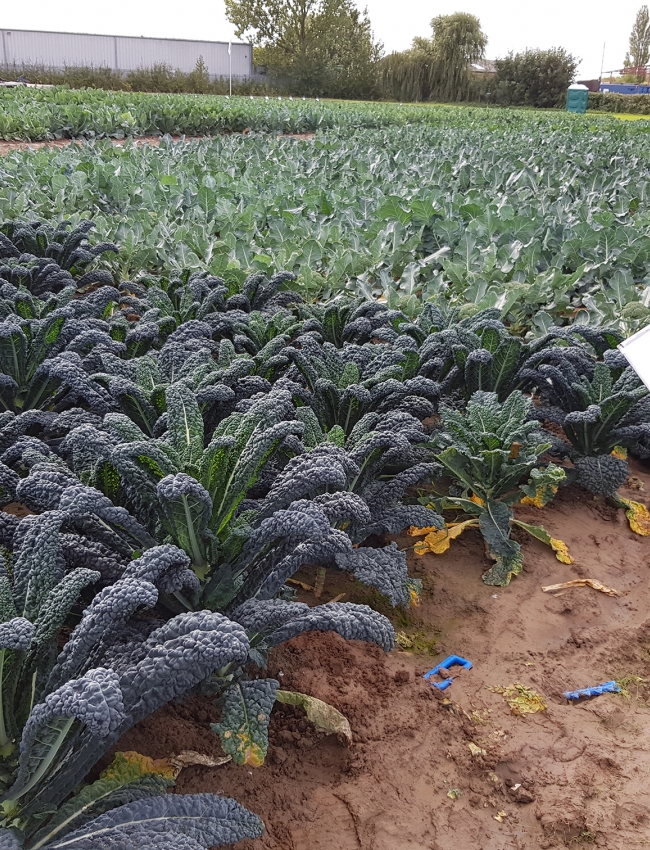 Brassica Open Days 2019 172