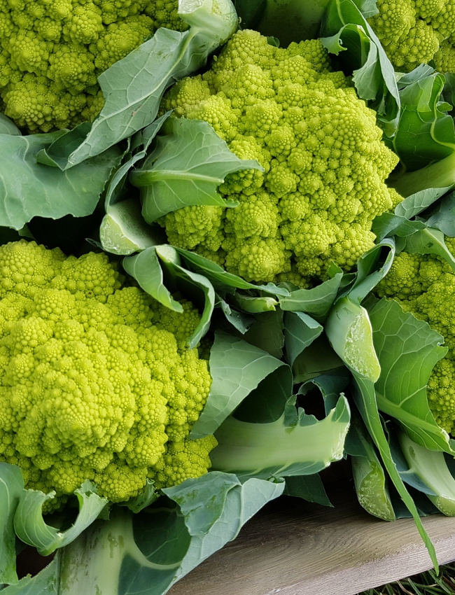Brassica Open Days 2019 187
