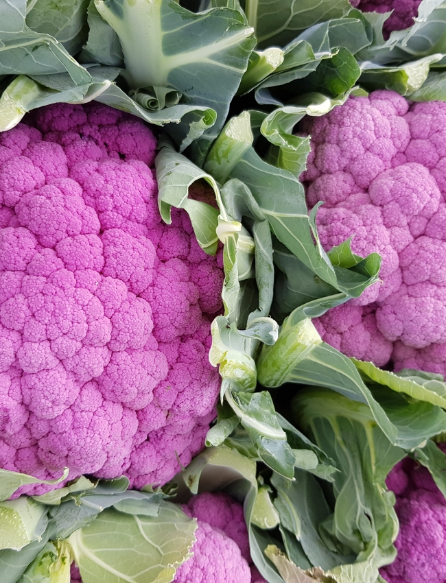 Brassica Open Days 2019 189