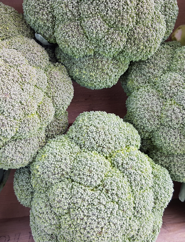 Brassica Open Days 2019 191