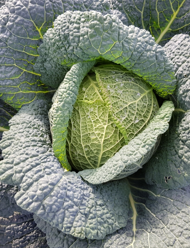 Brassica Open Days 2019 193