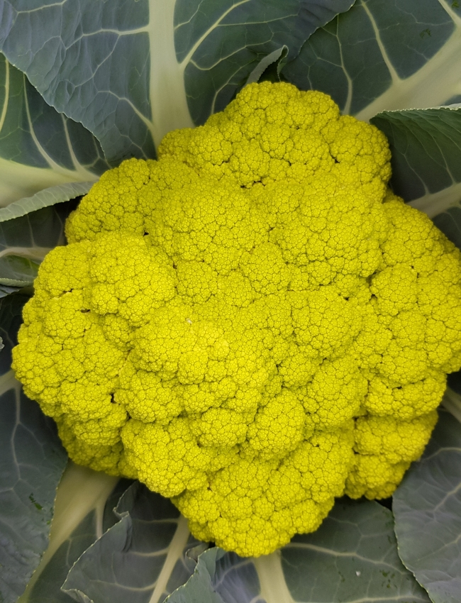 Brassica Open Days 2019 202