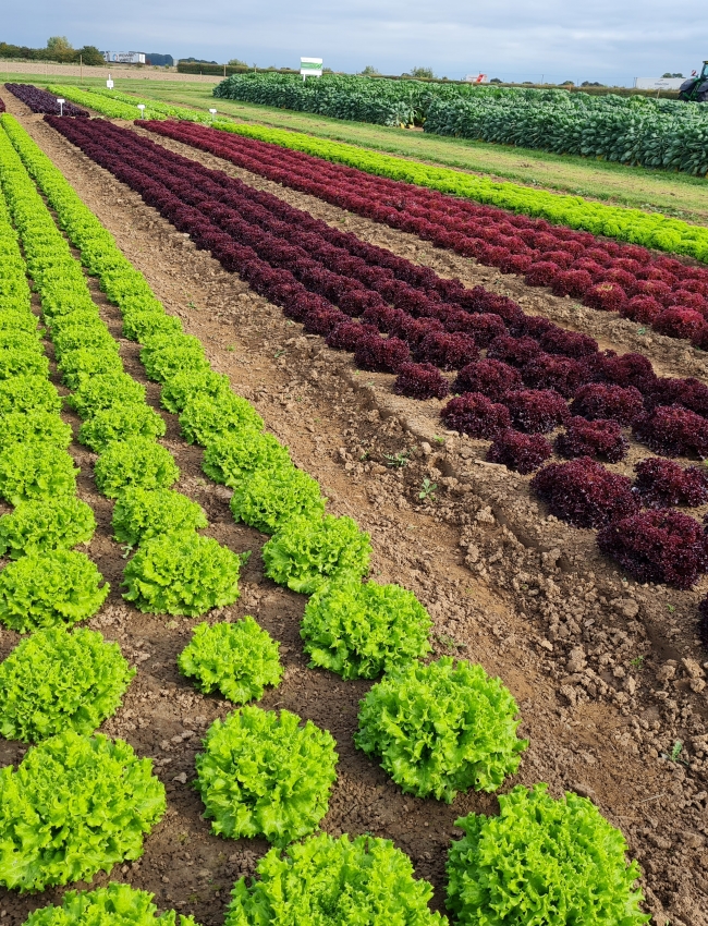 Brassica Trials 2021 017