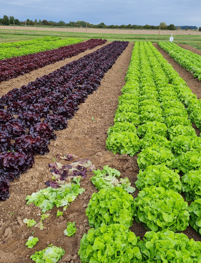 Brassica Trials 2021 027