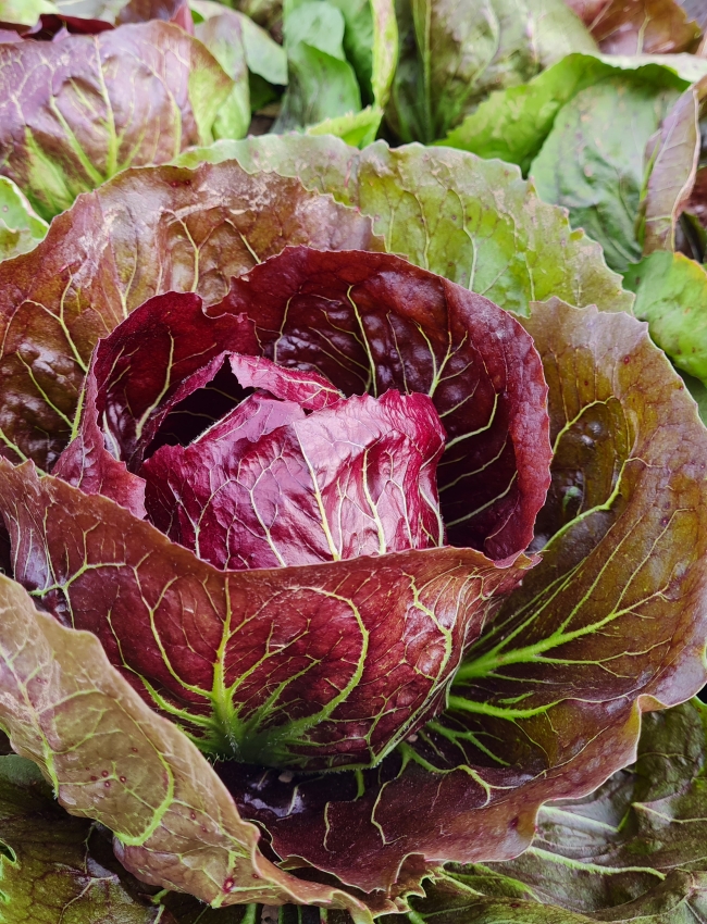 Brassica Trials 2021 031