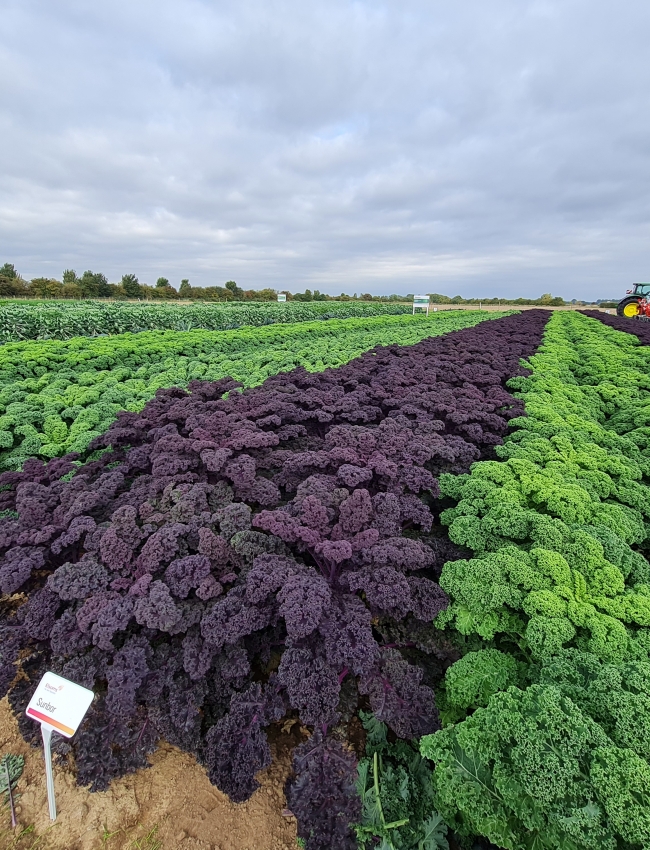 Brassica Trials 2021 048