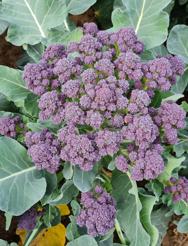 Brassica Trials 2021 054