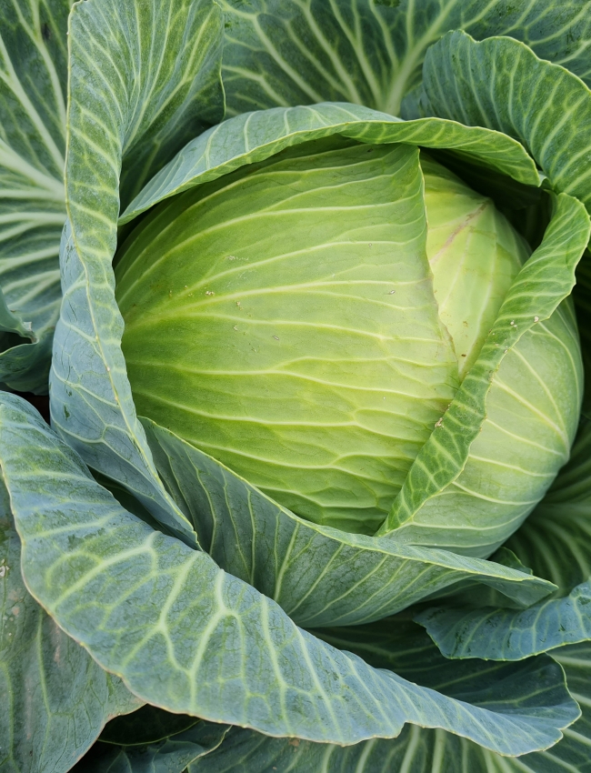 Brassica Trials 2021 064