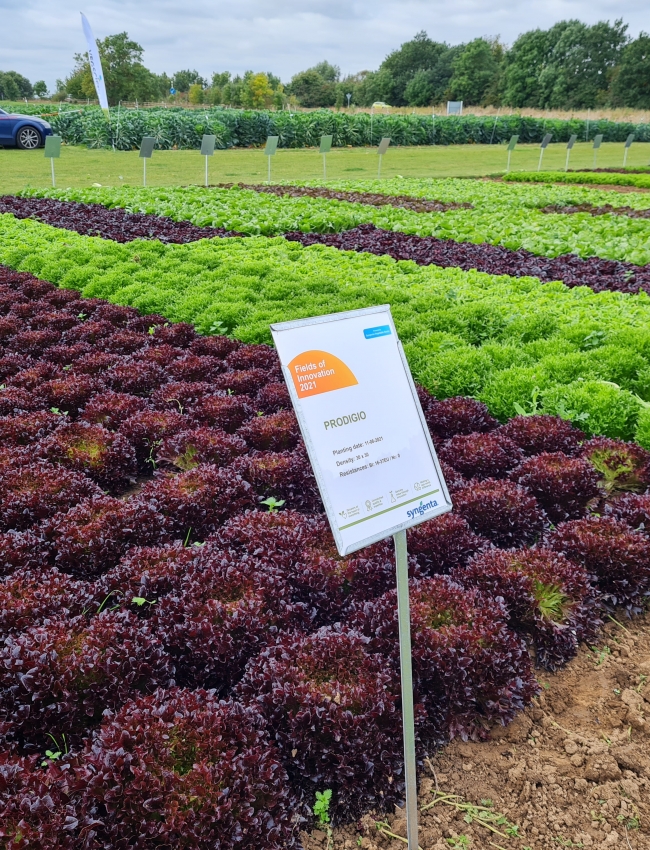 Brassica Trials 2021 075