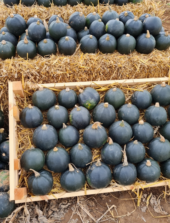 Brassica Trials 2021 115