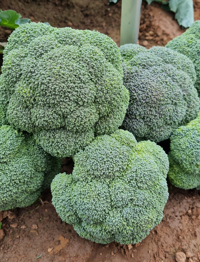 Brassica Trials 2021 145