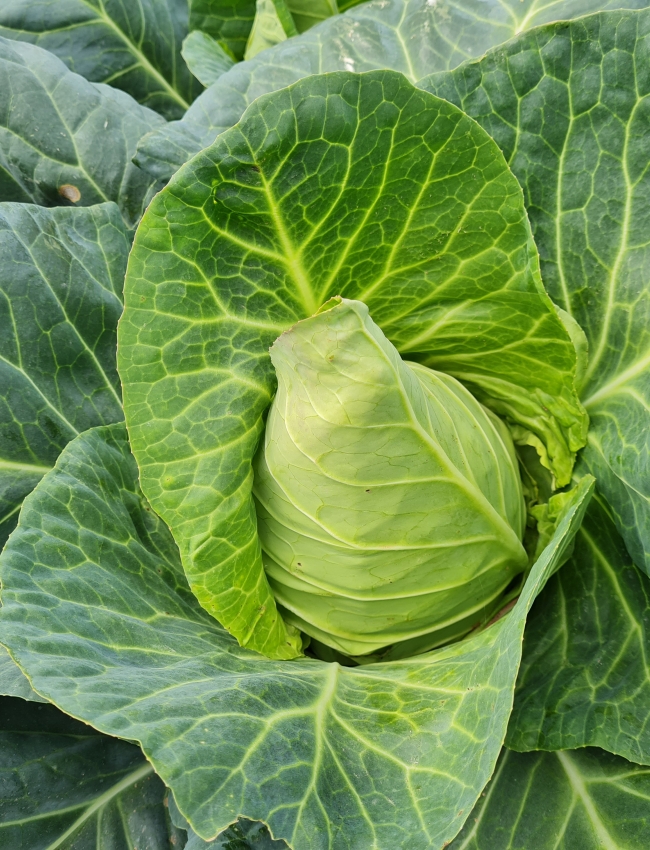 Brassica Trials 2021 158
