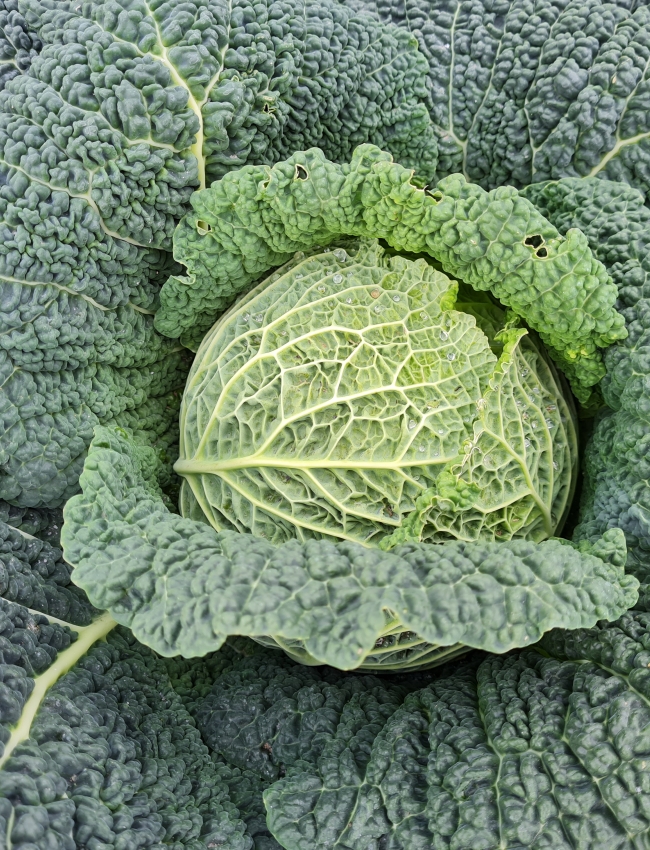 Brassica Trials 2021 193
