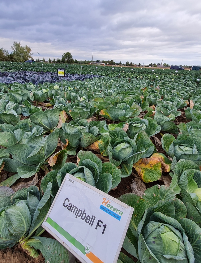 Brassica Trials 2021 207