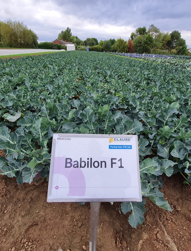 Brassica Trials 2021 209
