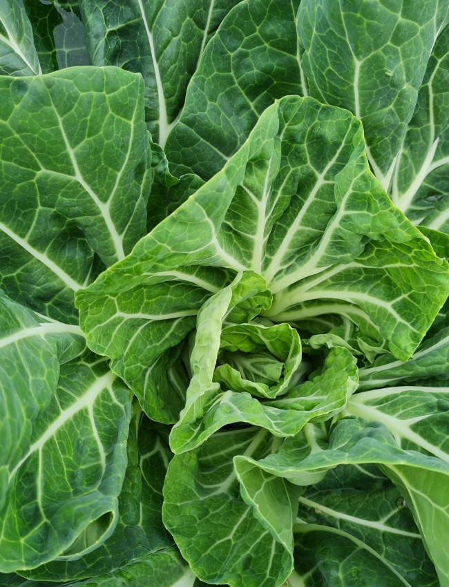 Brassica Trials 2021 230
