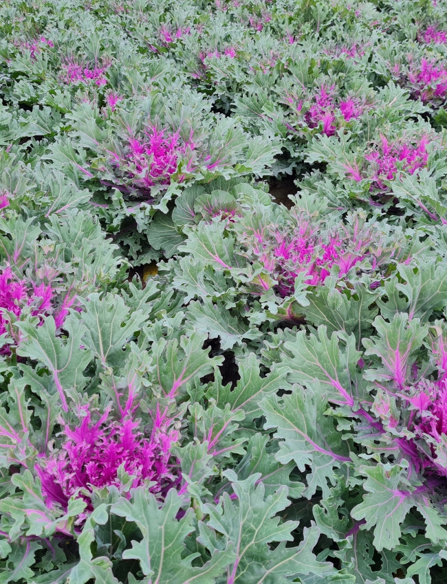 Brassica Trials 2021 241