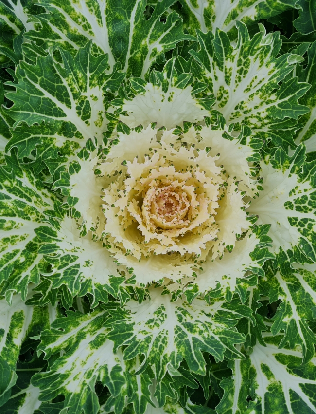 Brassica Trials 2021 243