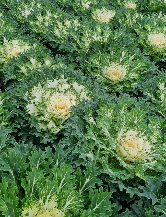 Brassica Trials 2021 244