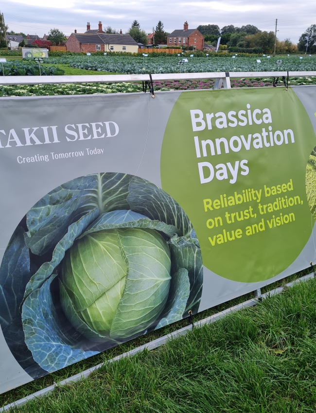 Brassica Trials 2021 253