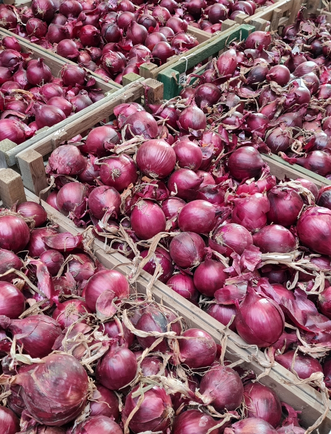 Onion Trials 2021 005