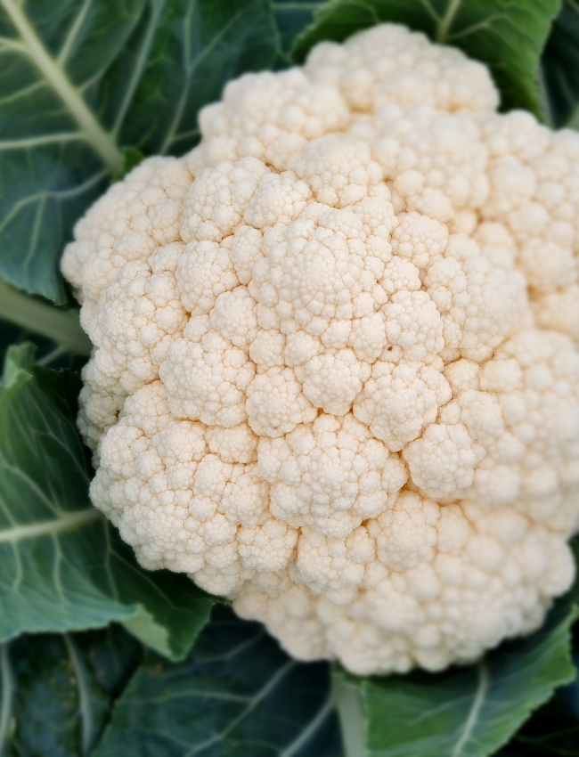 Brassica Trials 2021 071