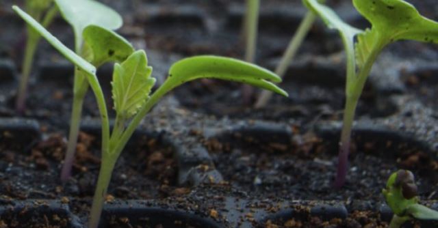 Plant Propagators Ltd